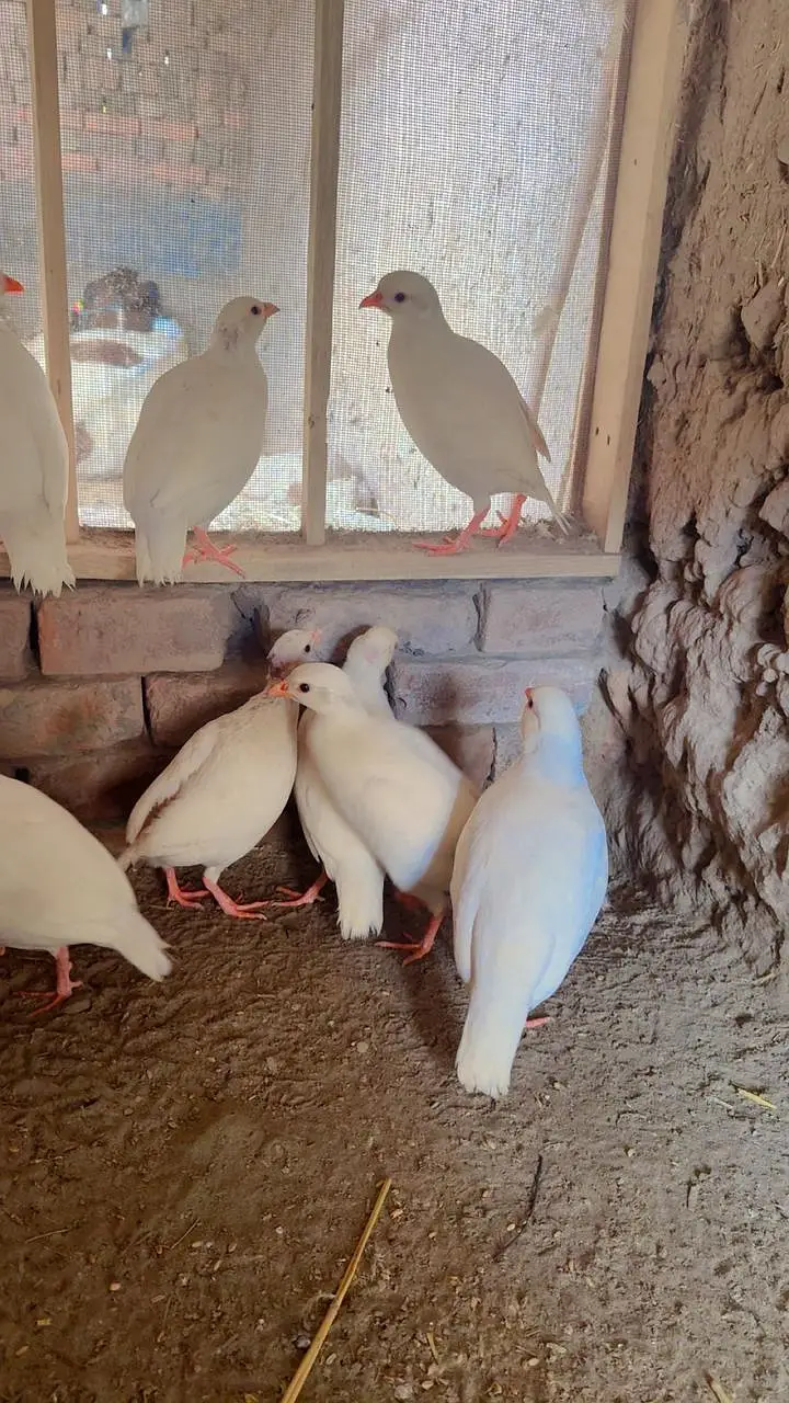 Pure American White Albino Chakor Available for Sale — photo 11