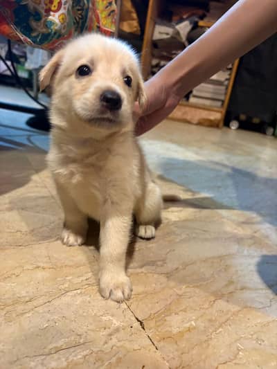 Golden retriever for sale
