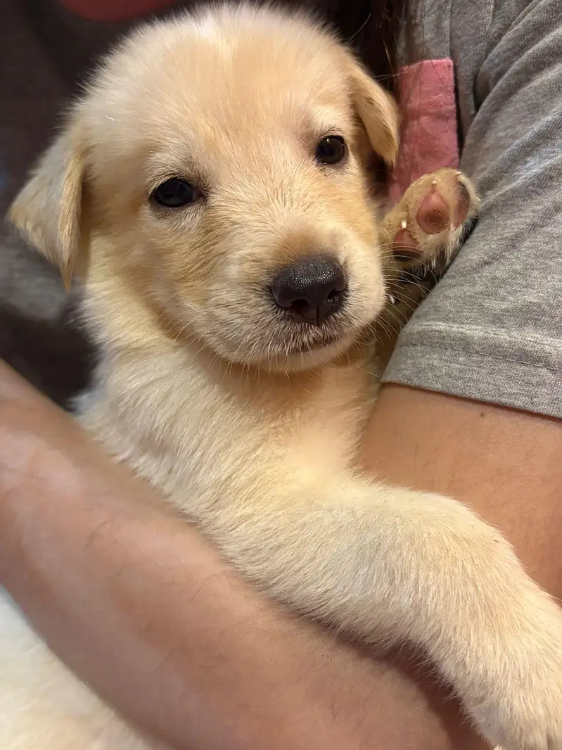 Golden retriever for sale — photo 2