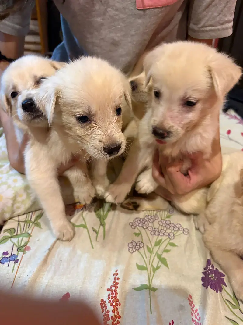 Golden retriever for sale — photo 3