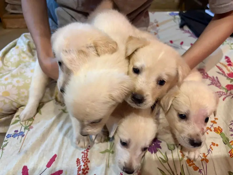 Golden retriever for sale — photo 4