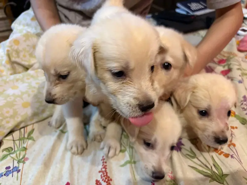 Golden retriever for sale — photo 5