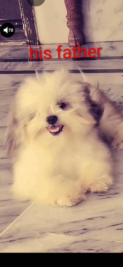 Shihtzu