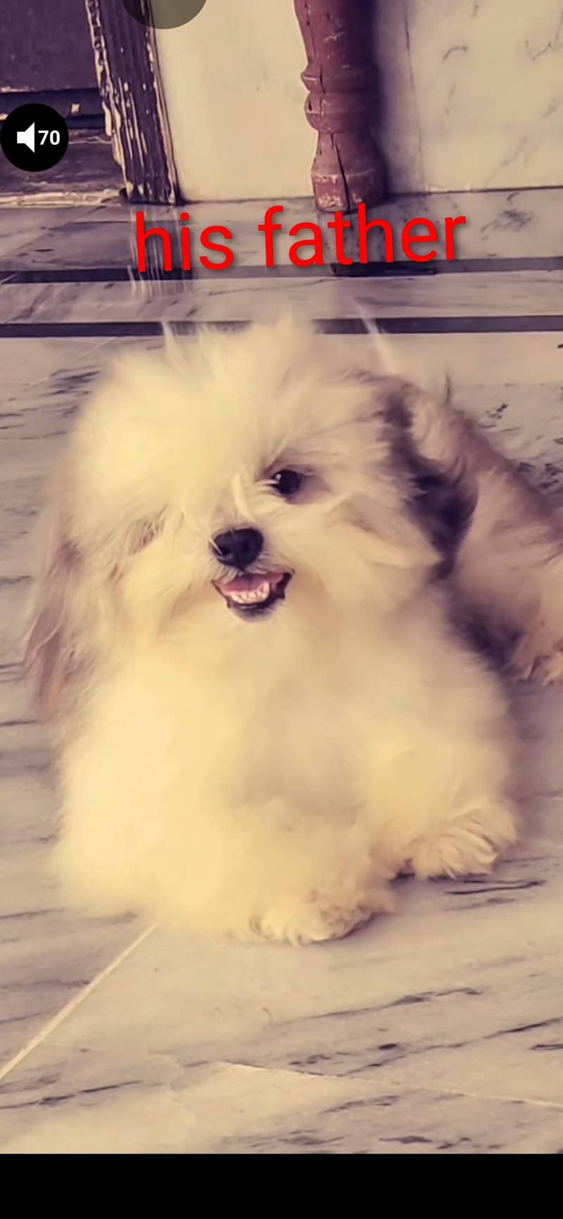 Shihtzu 0