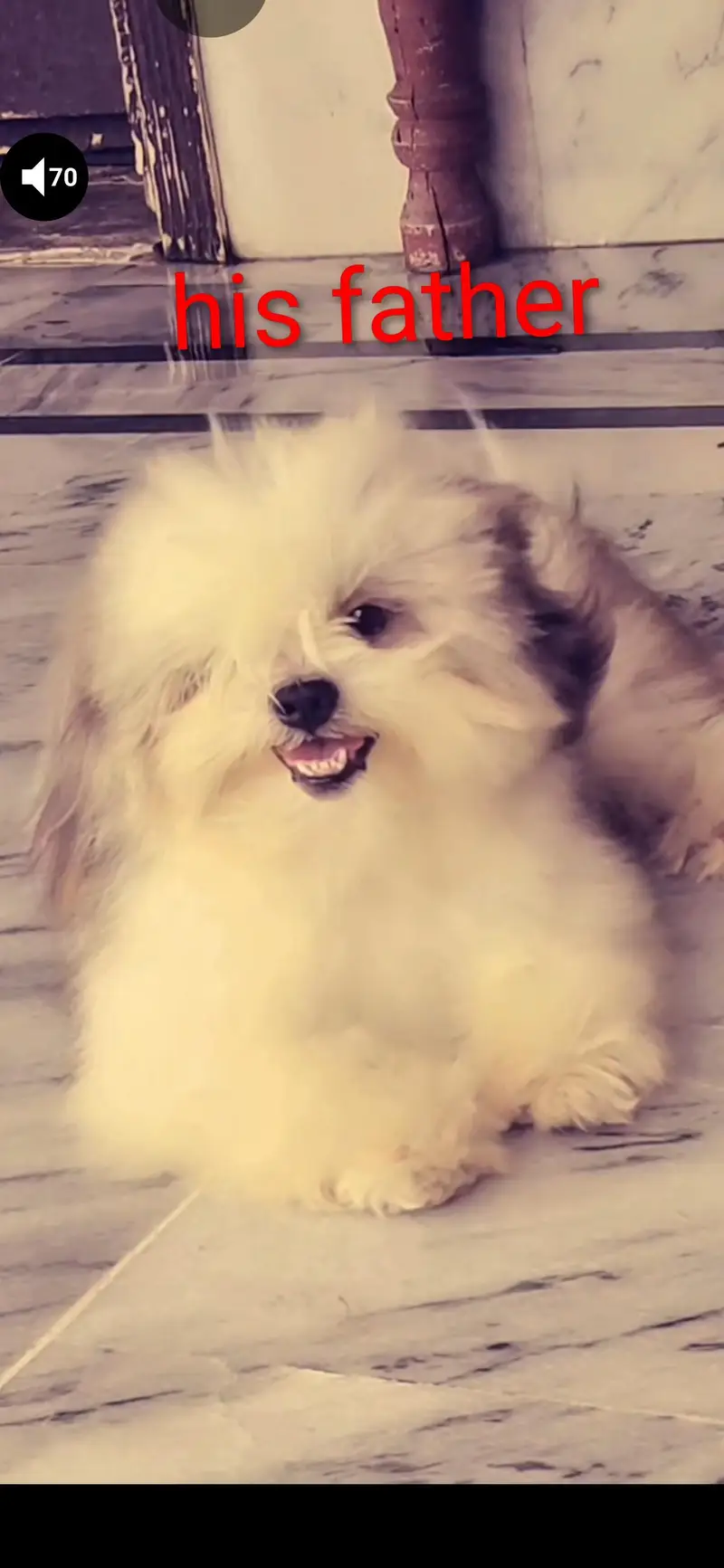 Shihtzu