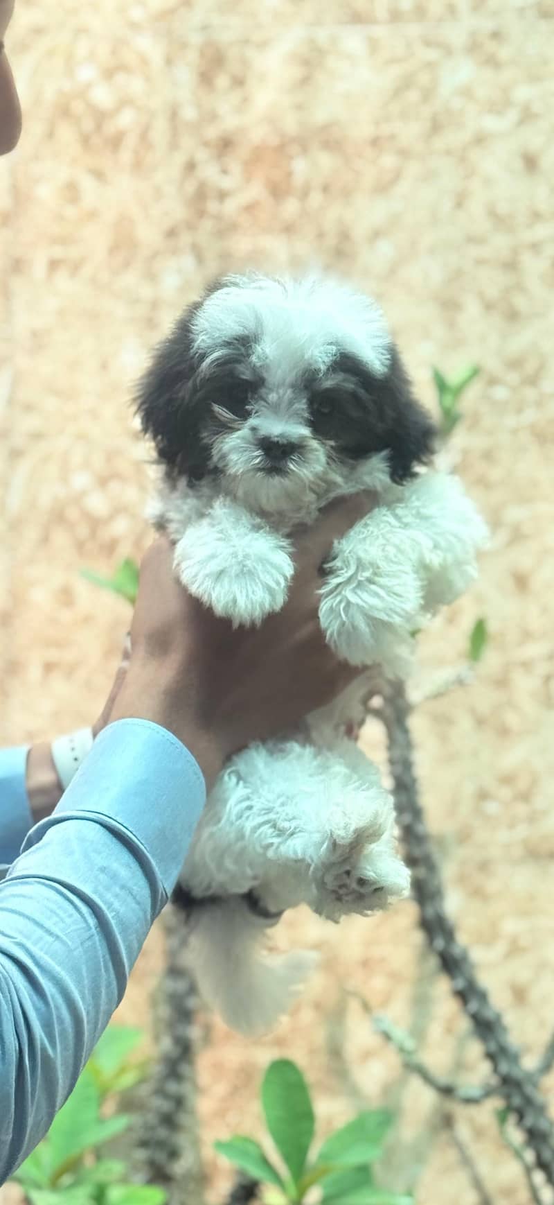 Shihtzu 1
