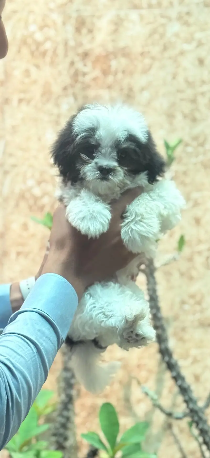 Shihtzu — photo 2