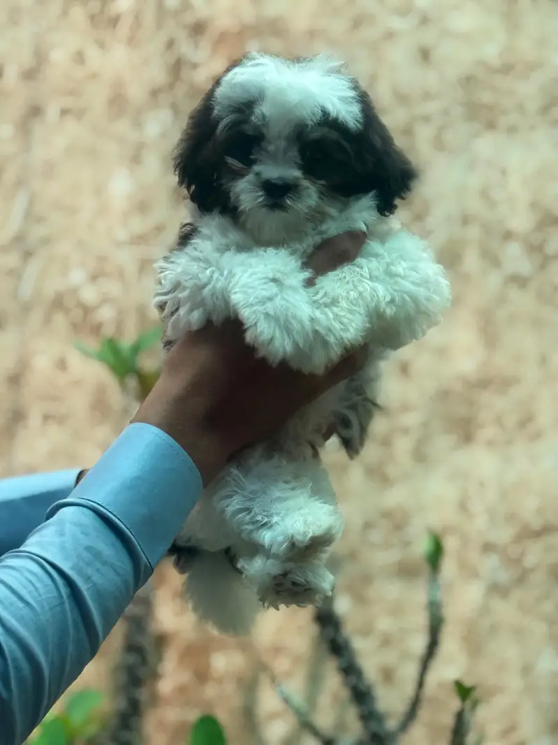 Shihtzu — photo 3