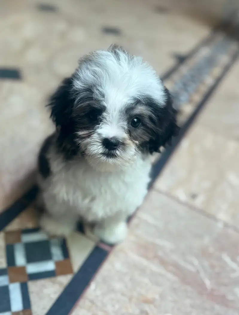 Shihtzu — photo 4