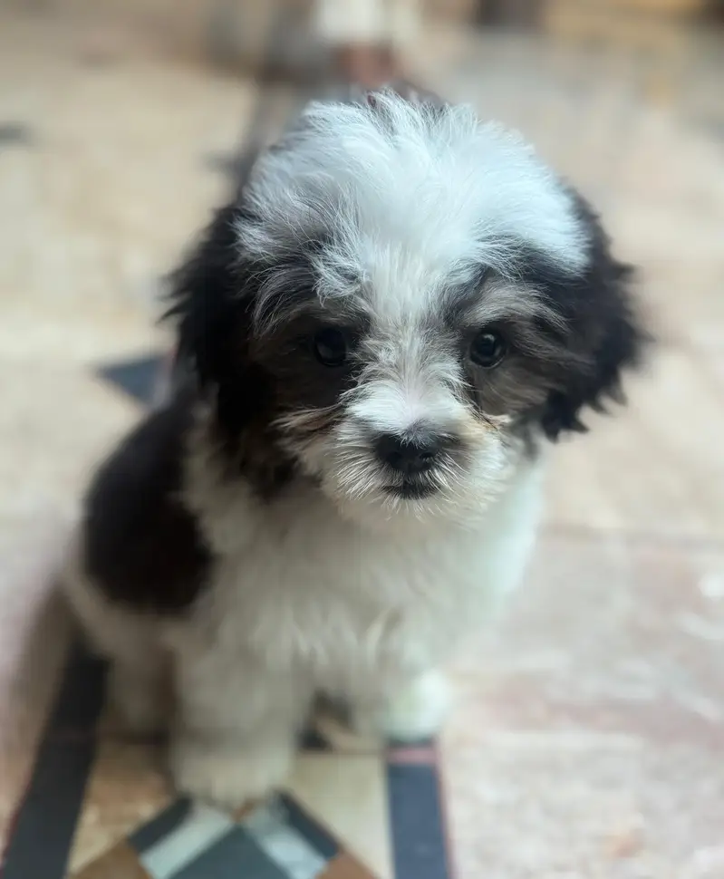 Shihtzu — photo 5