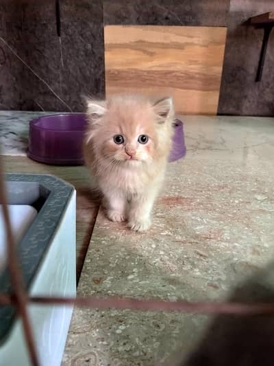 Cats sale