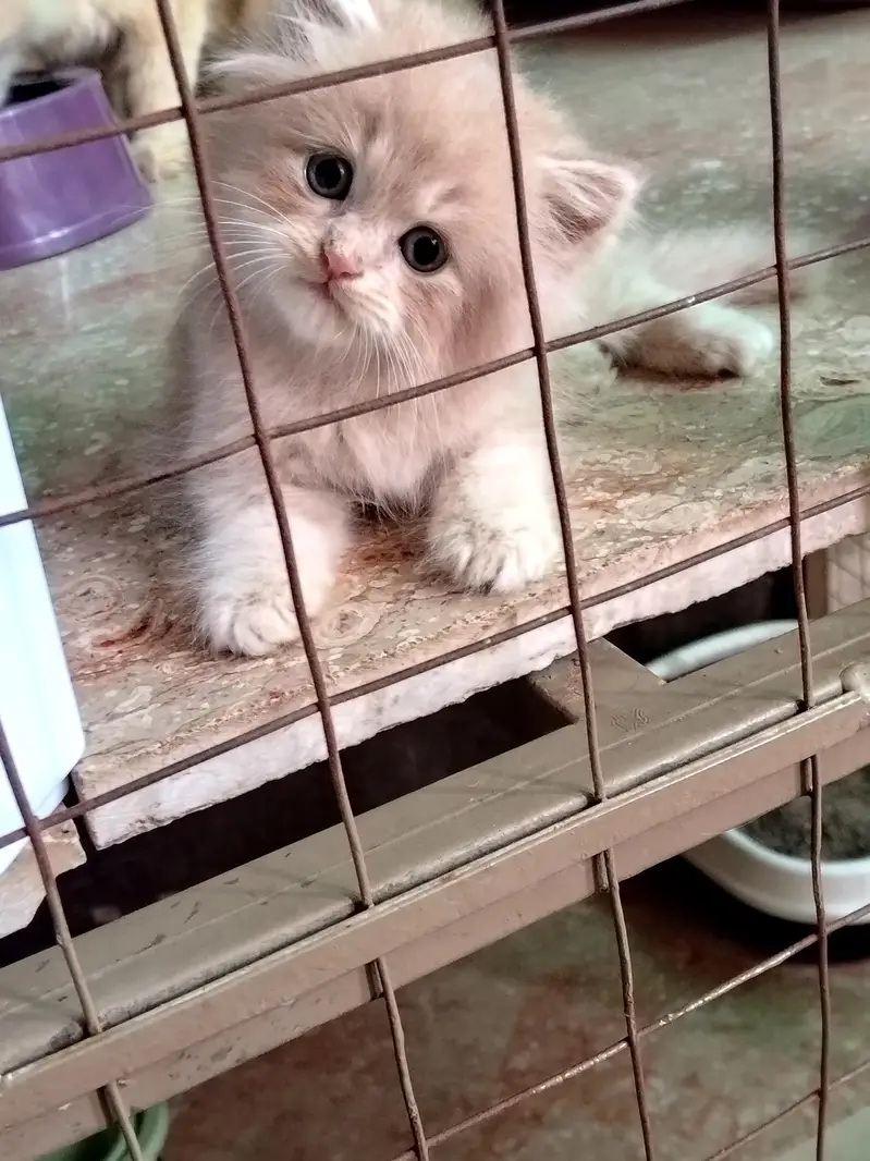 Cats sale — photo 2