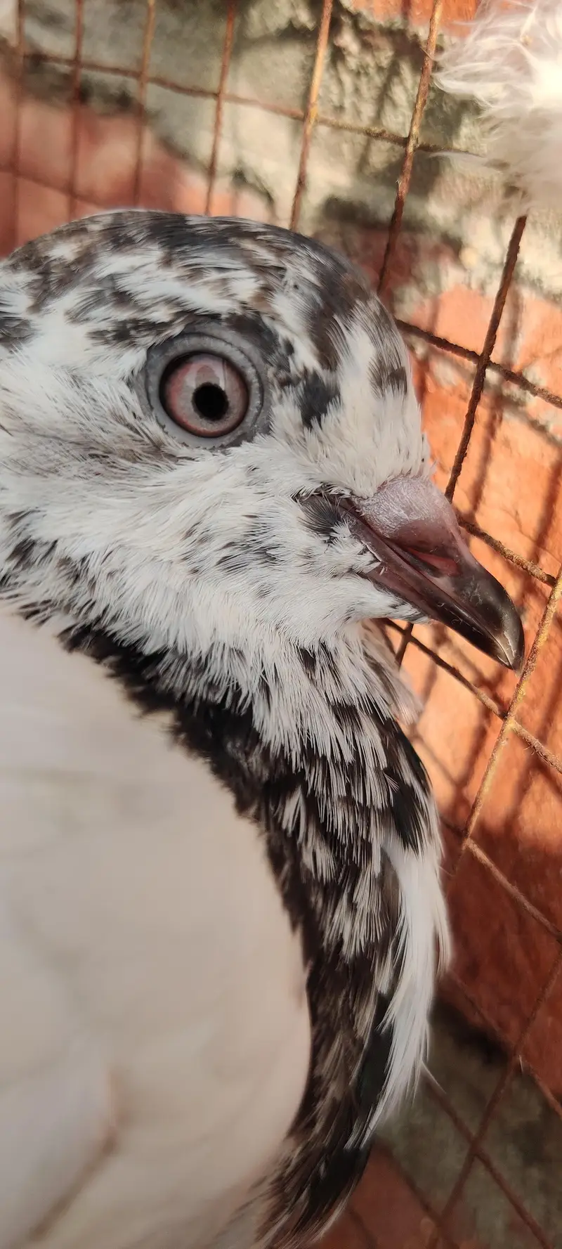 high flyer breeder's — photo 8
