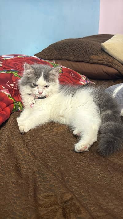 3 Months Persian Female + Complete Cat Accessories | Vaccinated | Baha