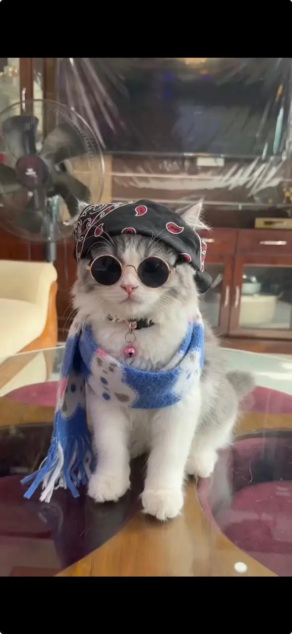 3 Months Persian Female + Complete Cat Accessories | Vaccinated | Baha — photo 2