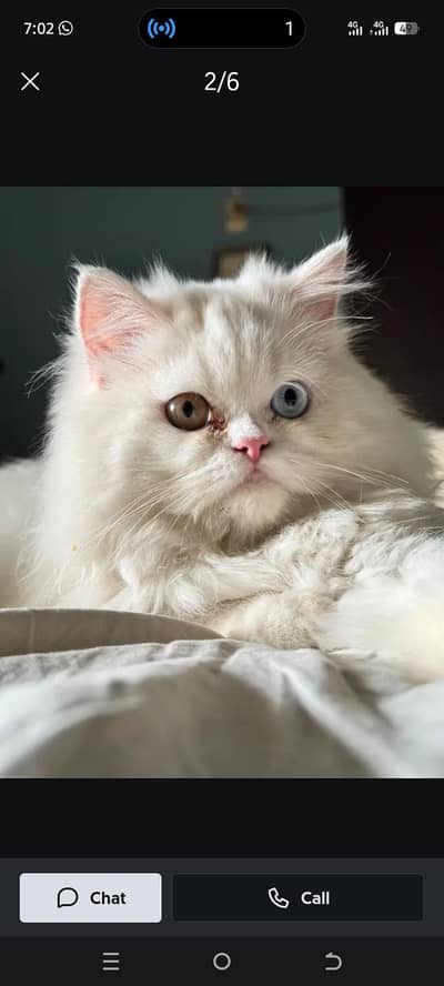Extreme Punch Face Odd-Eye White Male Persian Cat – Melona