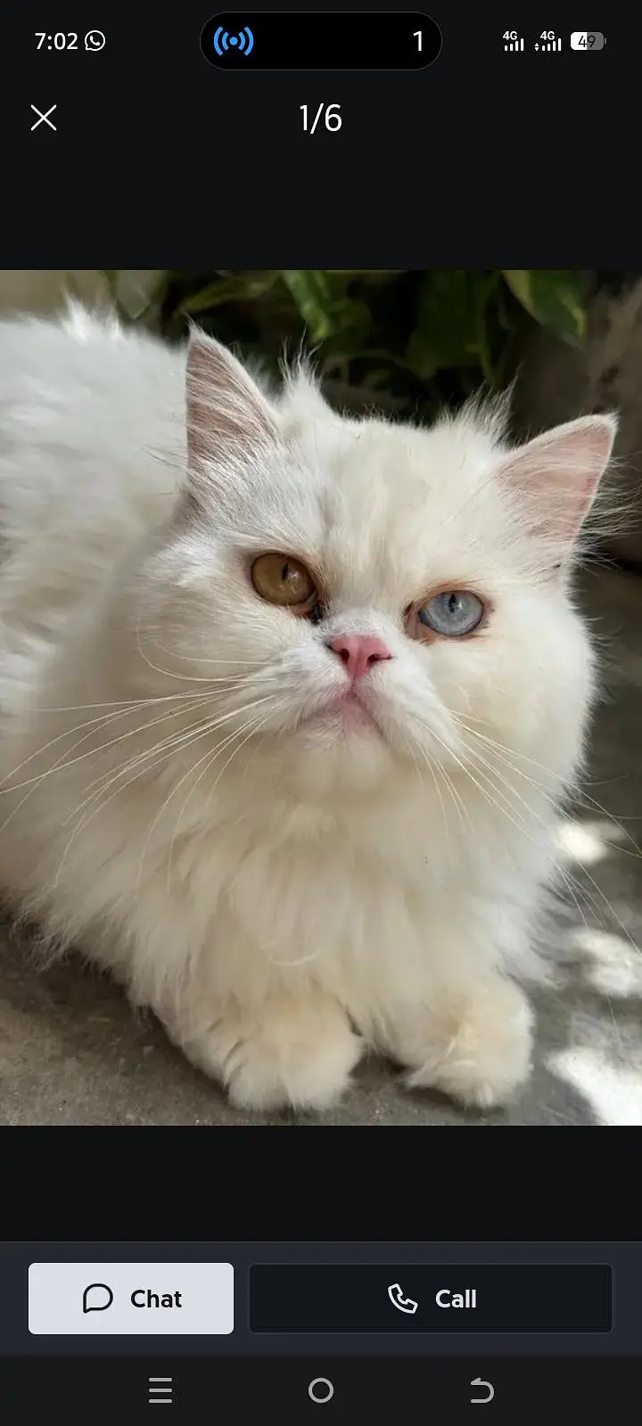 Extreme Punch Face Odd-Eye White Male Persian Cat – Melona — photo 2