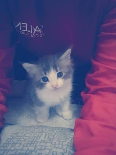 kitten