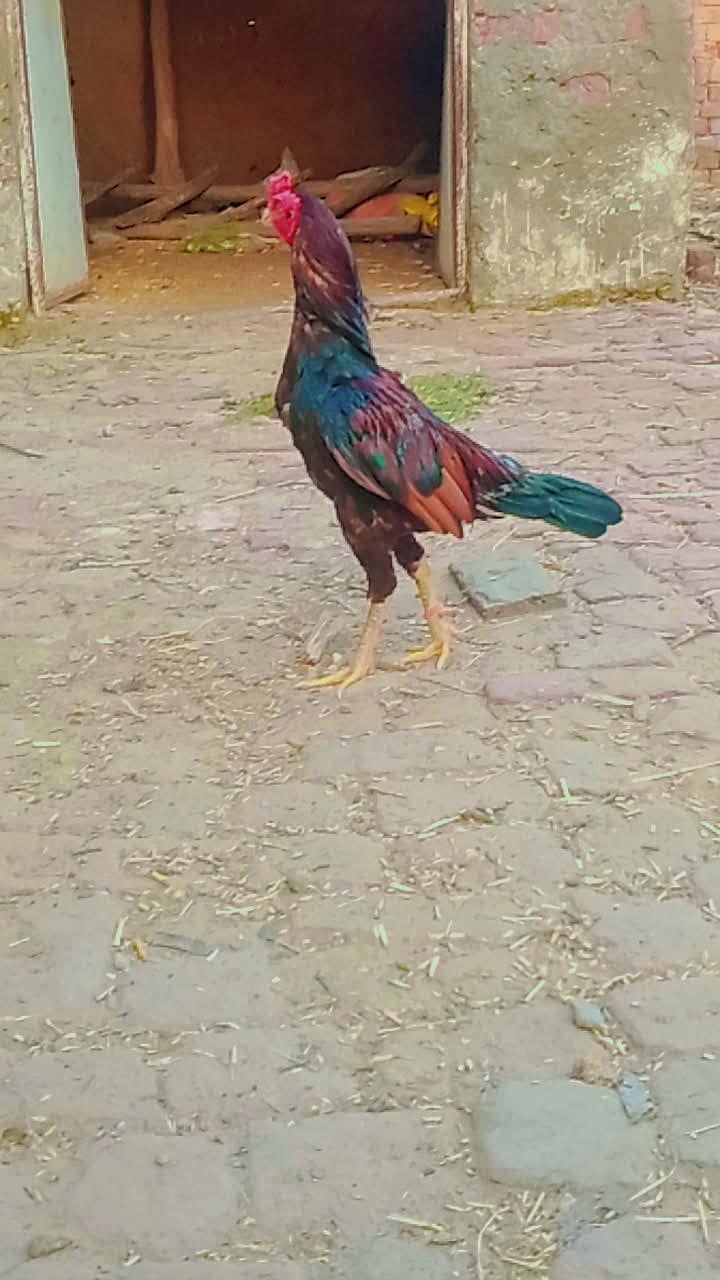 Aseel Murga 0