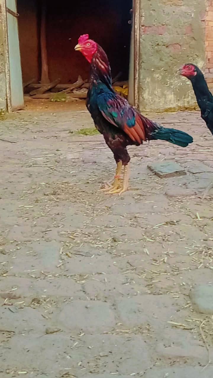 Aseel Murga 6