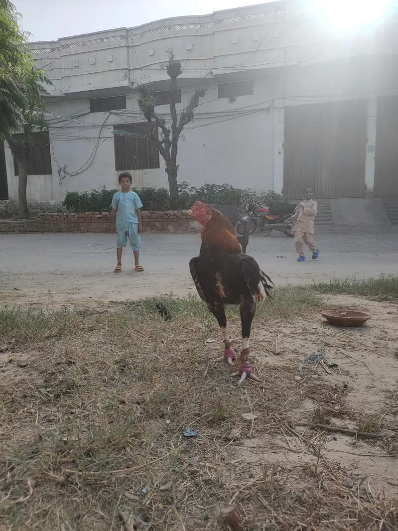 Aseel murga — photo 2