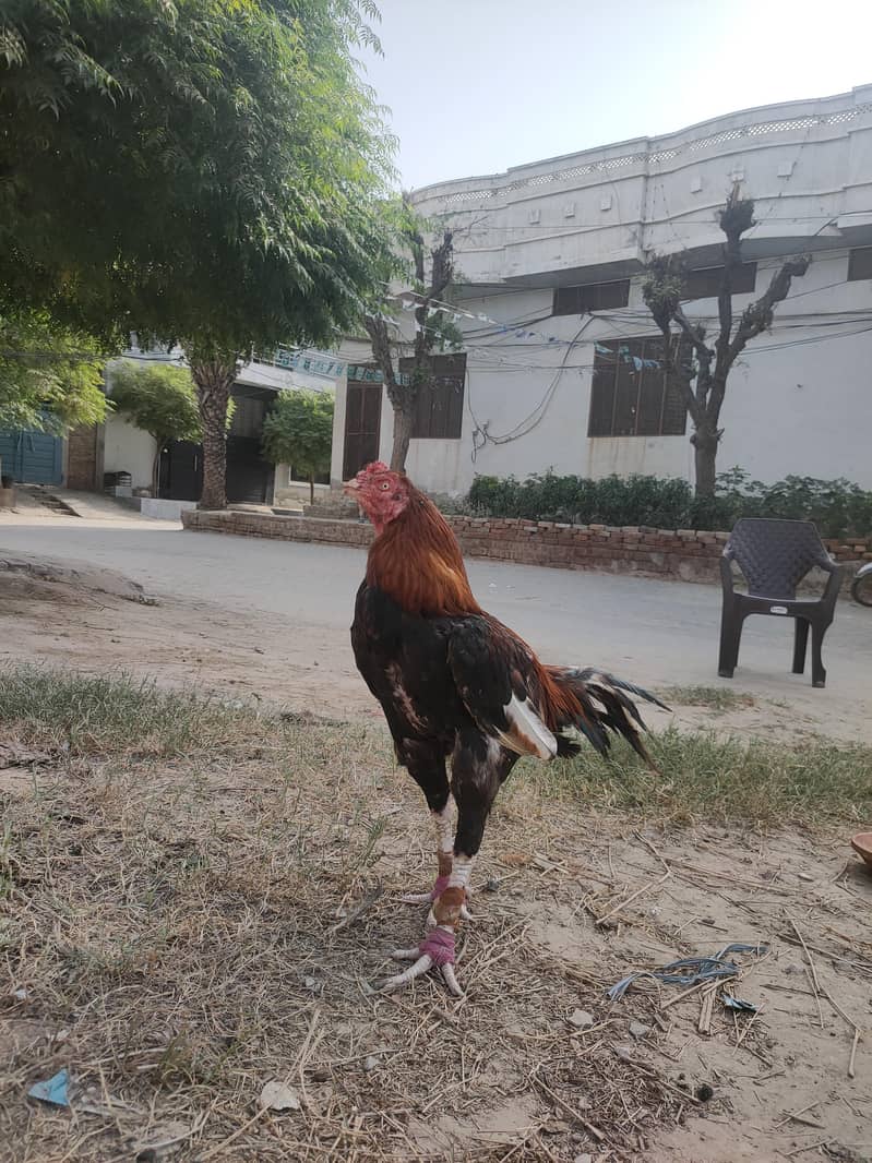 Aseel murga 3