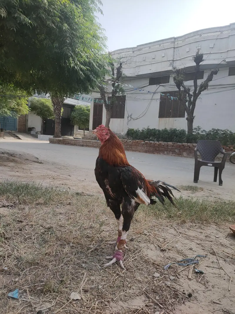 Aseel murga — photo 4