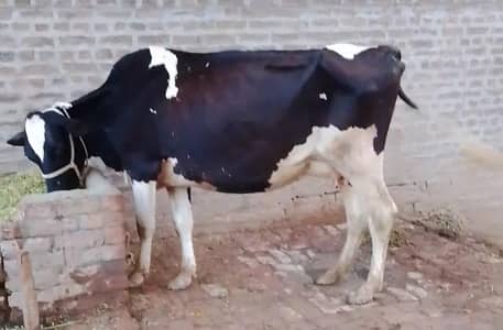 فریزین گائیں سات بچھڑی پہلا سو دودھ 20 لیٹر کی کپیسٹی