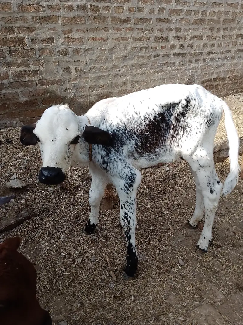 فریزین گائیں سات بچھڑی پہلا سو دودھ 20 لیٹر کی کپیسٹی — photo 5