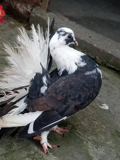 4 kabotar or aik pinjra
