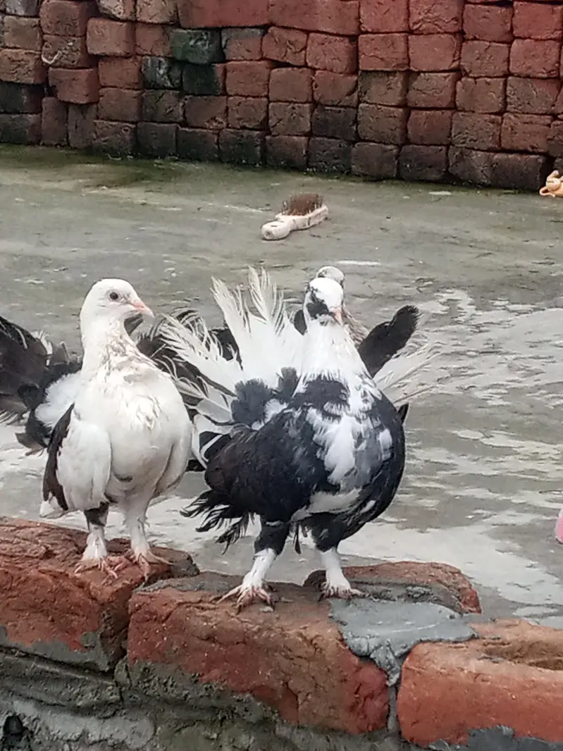 4 kabotar or aik pinjra — photo 2