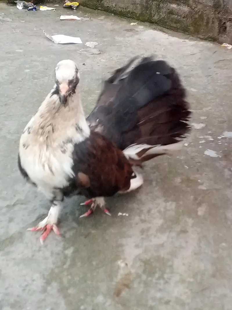 4 kabotar or aik pinjra — photo 3