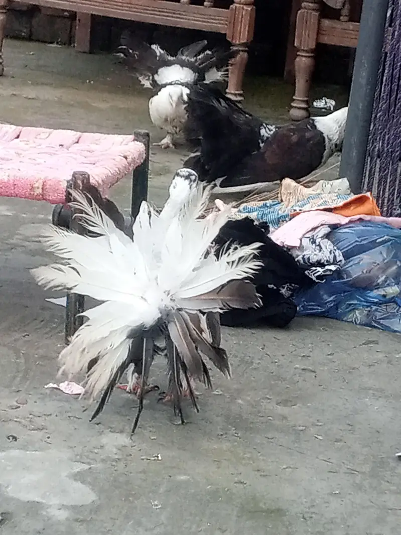 4 kabotar or aik pinjra — photo 4