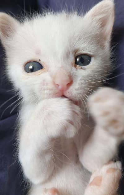 Adorable Cat for Sale . Loving & Well-Cared-For 