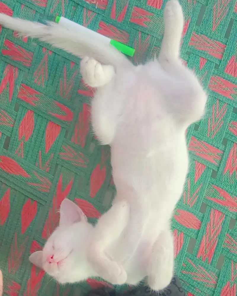 Adorable Cat for Sale . Loving & Well-Cared-For  — photo 2