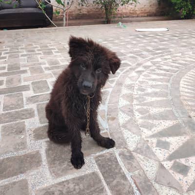 German shepherd male puppy for sale