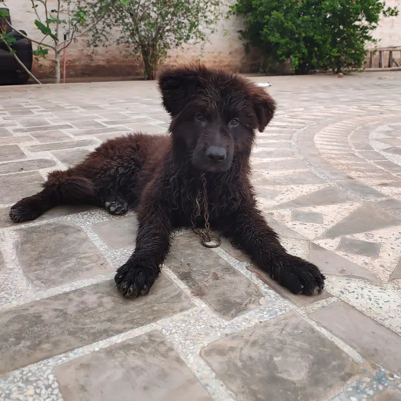 German shepherd male puppy for sale — photo 2
