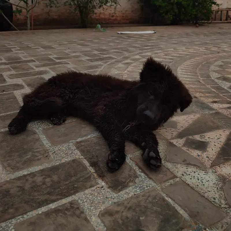 German shepherd male puppy for sale — photo 3
