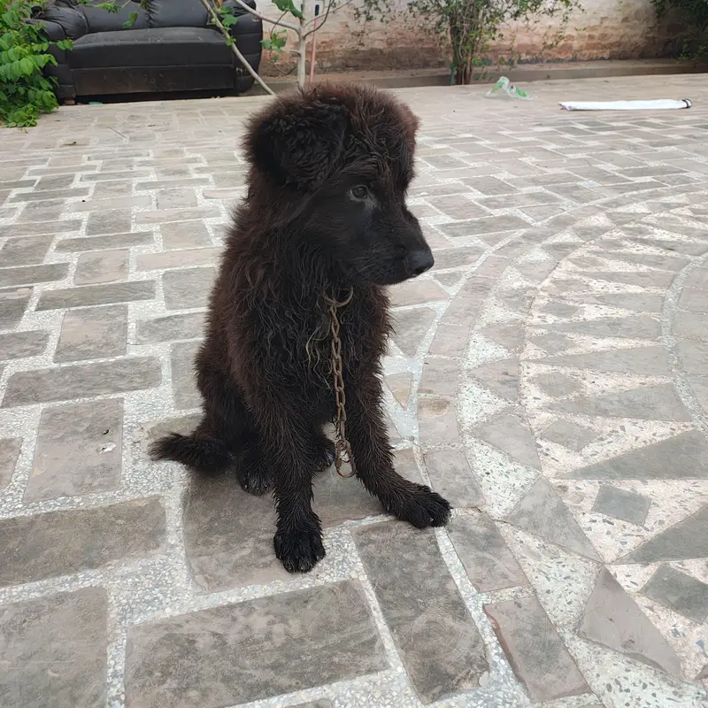 German shepherd male puppy for sale — photo 4