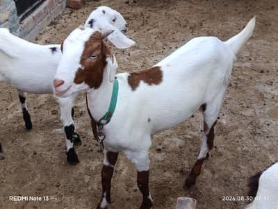 Female Goats