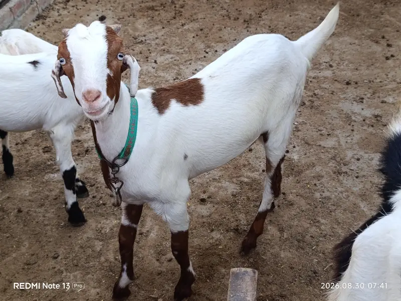 Female Goats — photo 2