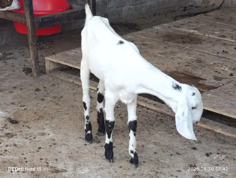 Female Goats — photo 3