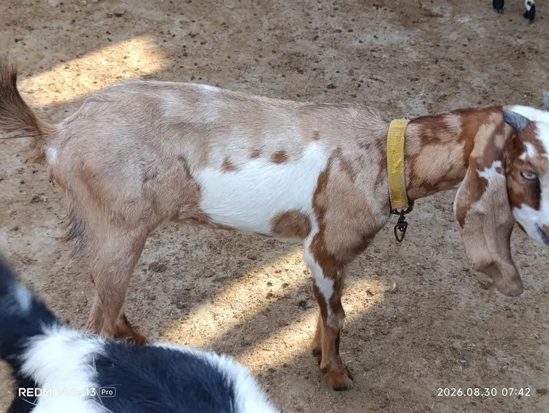 Female Goats — photo 4