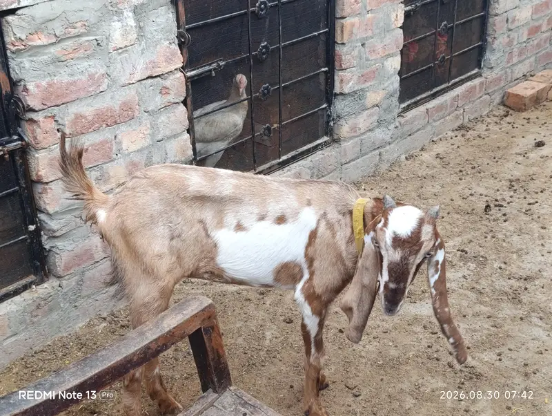 Female Goats — photo 5