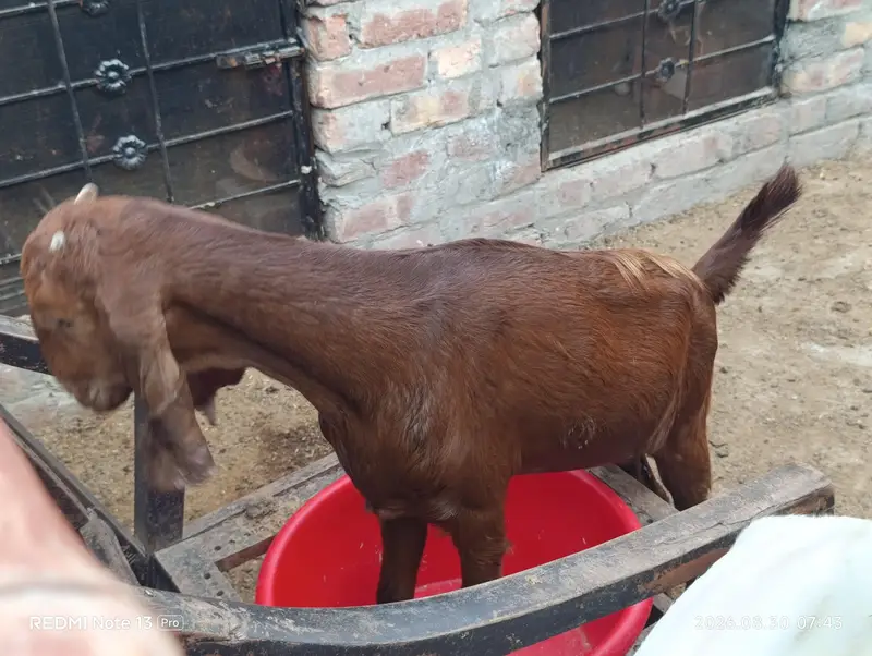 Female Goats — photo 6