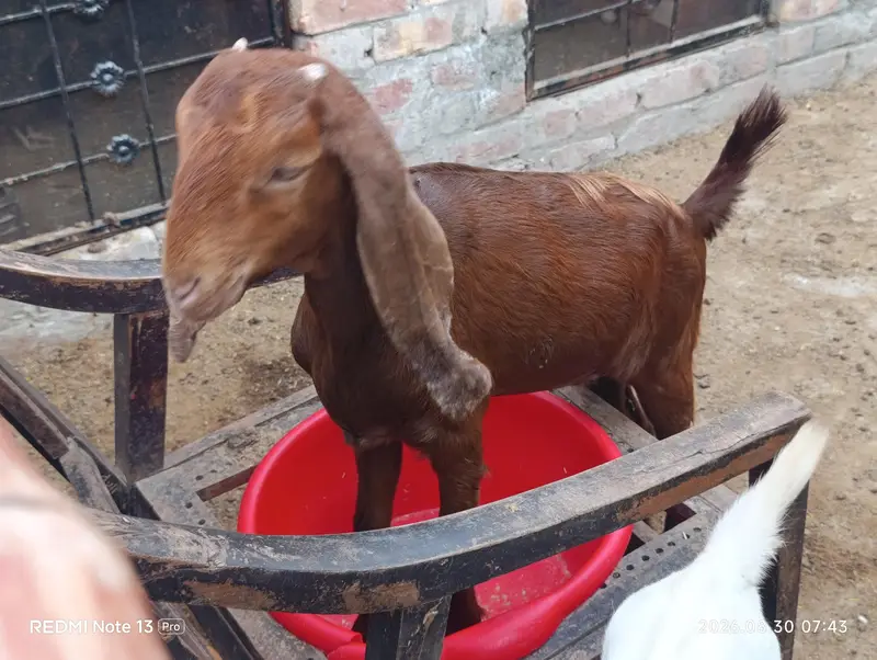Female Goats — photo 7