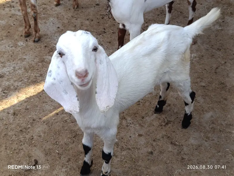 Female Goats — photo 8