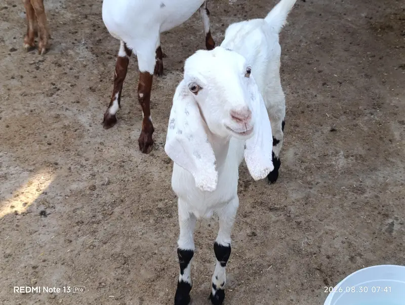 Female Goats — photo 9