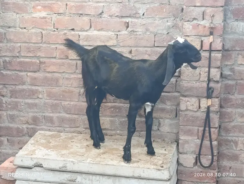 Female Goats — photo 10