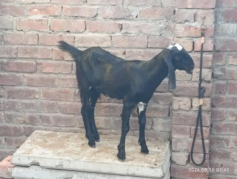 Female Goats — photo 11